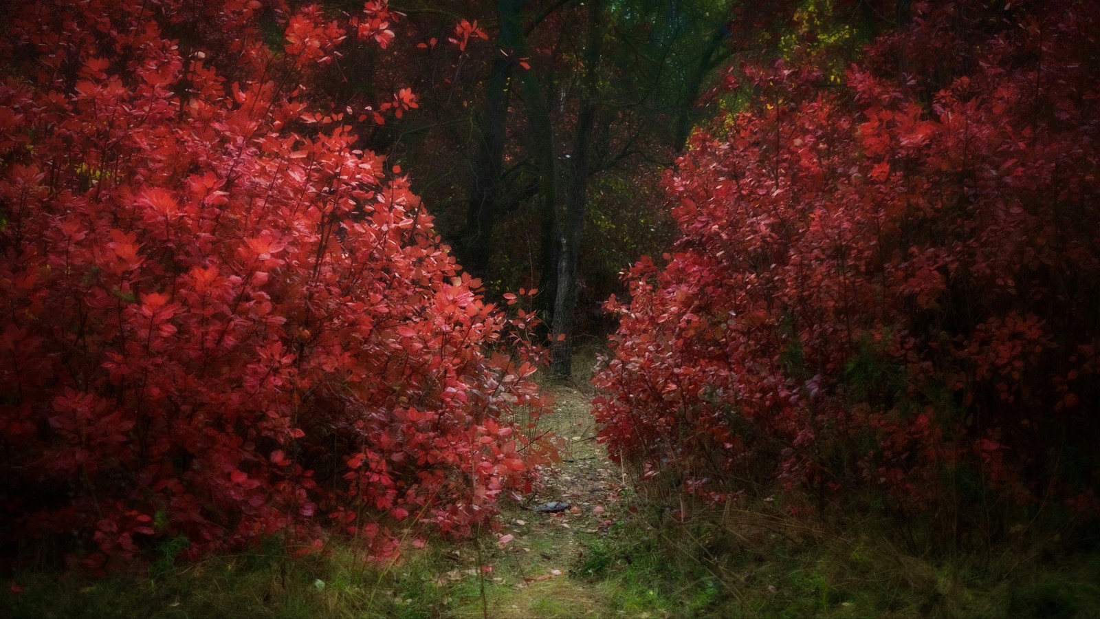 Kumzhensky scarlet - My, Autumn, October, , Leaves, After the rain, Kumzhenka, Rostov-on-Don, Longpost