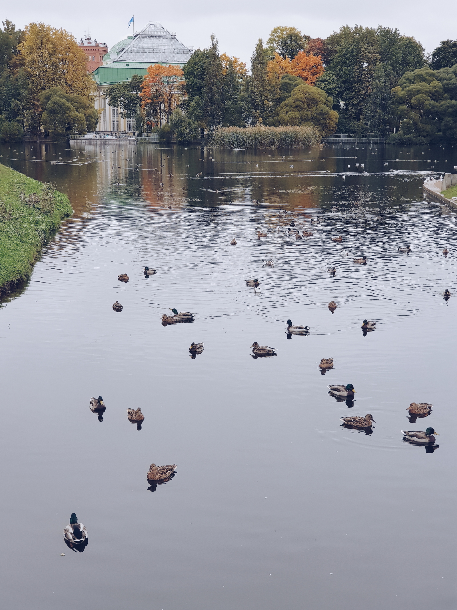 Some autumn photos - My, Autumn, Saint Petersburg, My, The photo, Longpost