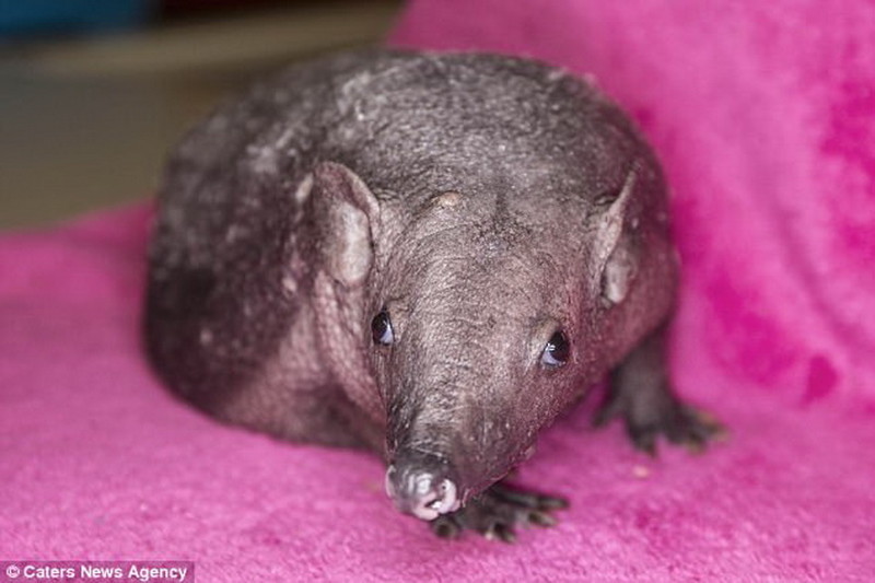 Bald hedgehog - Hedgehog, Mutation, Scotland, Animals, Video, Longpost