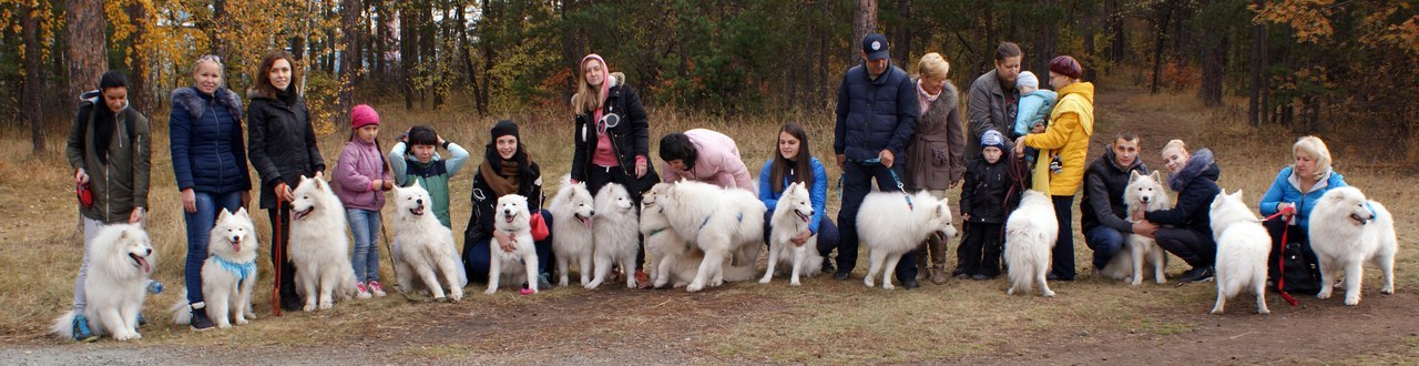 M - Scaled - My, Samoyed, , Dog, Autumn, Longpost