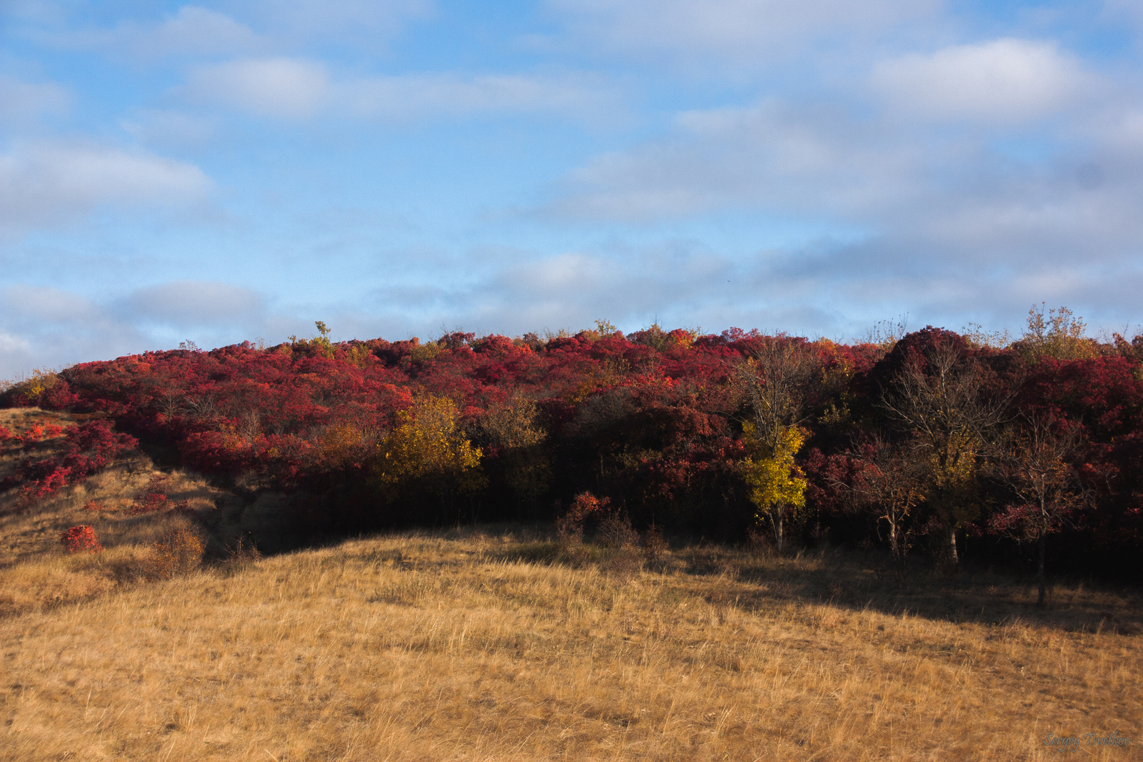 Red Forest #2 - My, My, Nature, The photo, Russia, Forest, Longpost