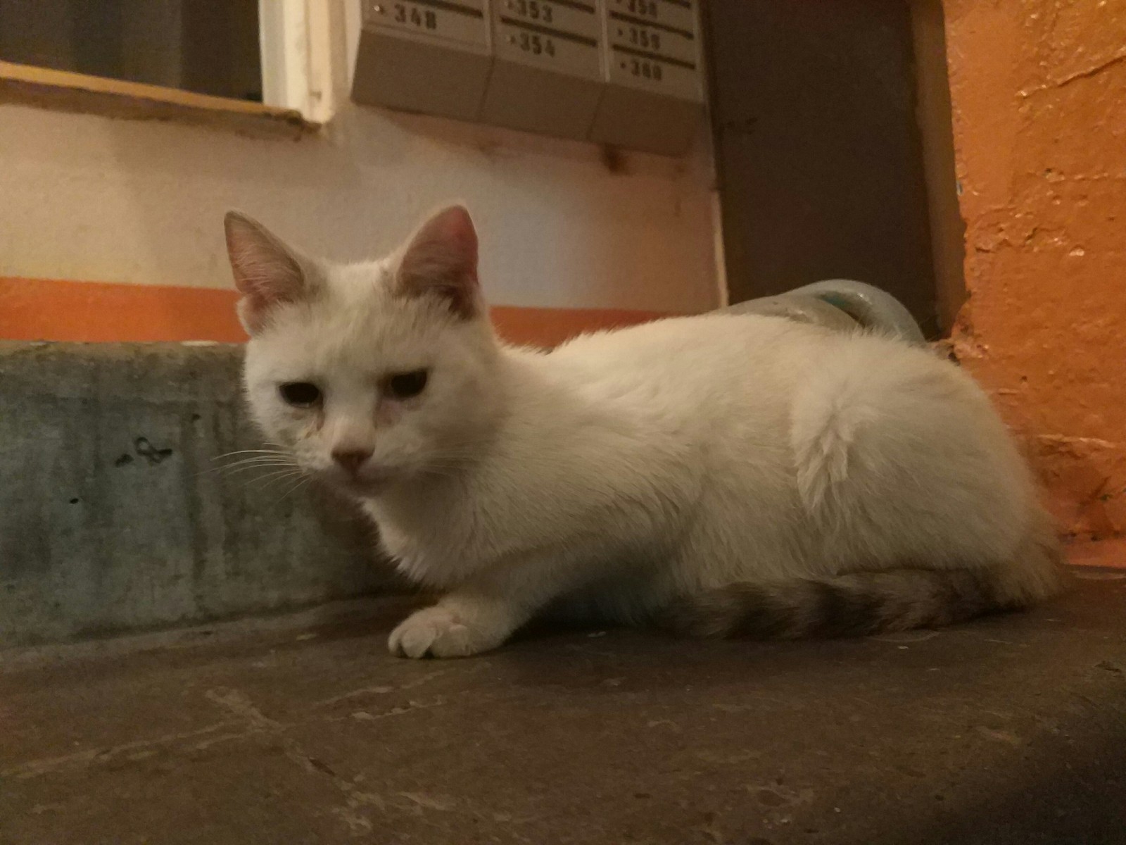 Found a cat. Tomsk. - My, In good hands, Tomsk, Lost, Longpost, cat, Help, Helping animals