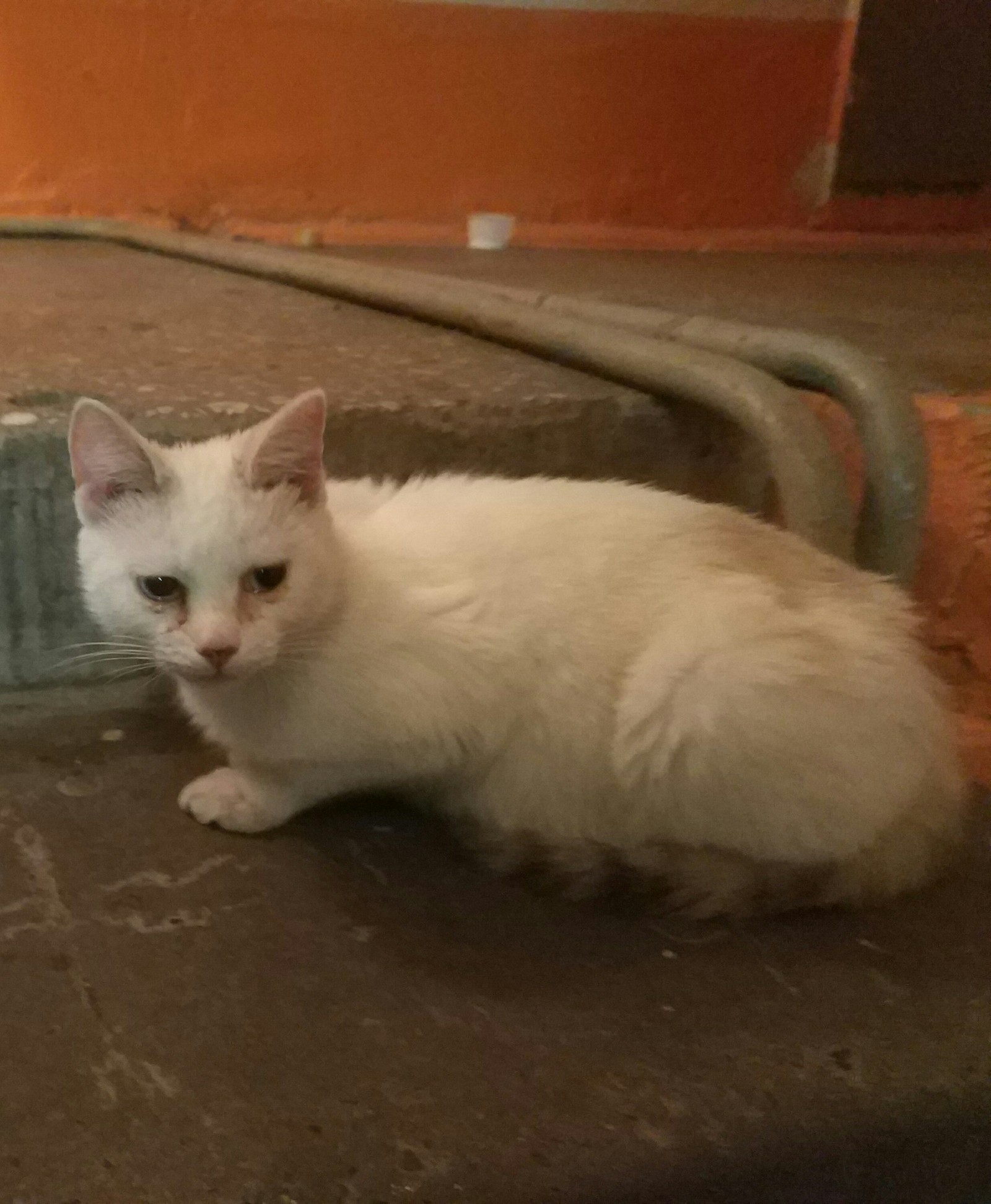 Found a cat. Tomsk. - My, In good hands, Tomsk, Lost, Longpost, cat, Help, Helping animals