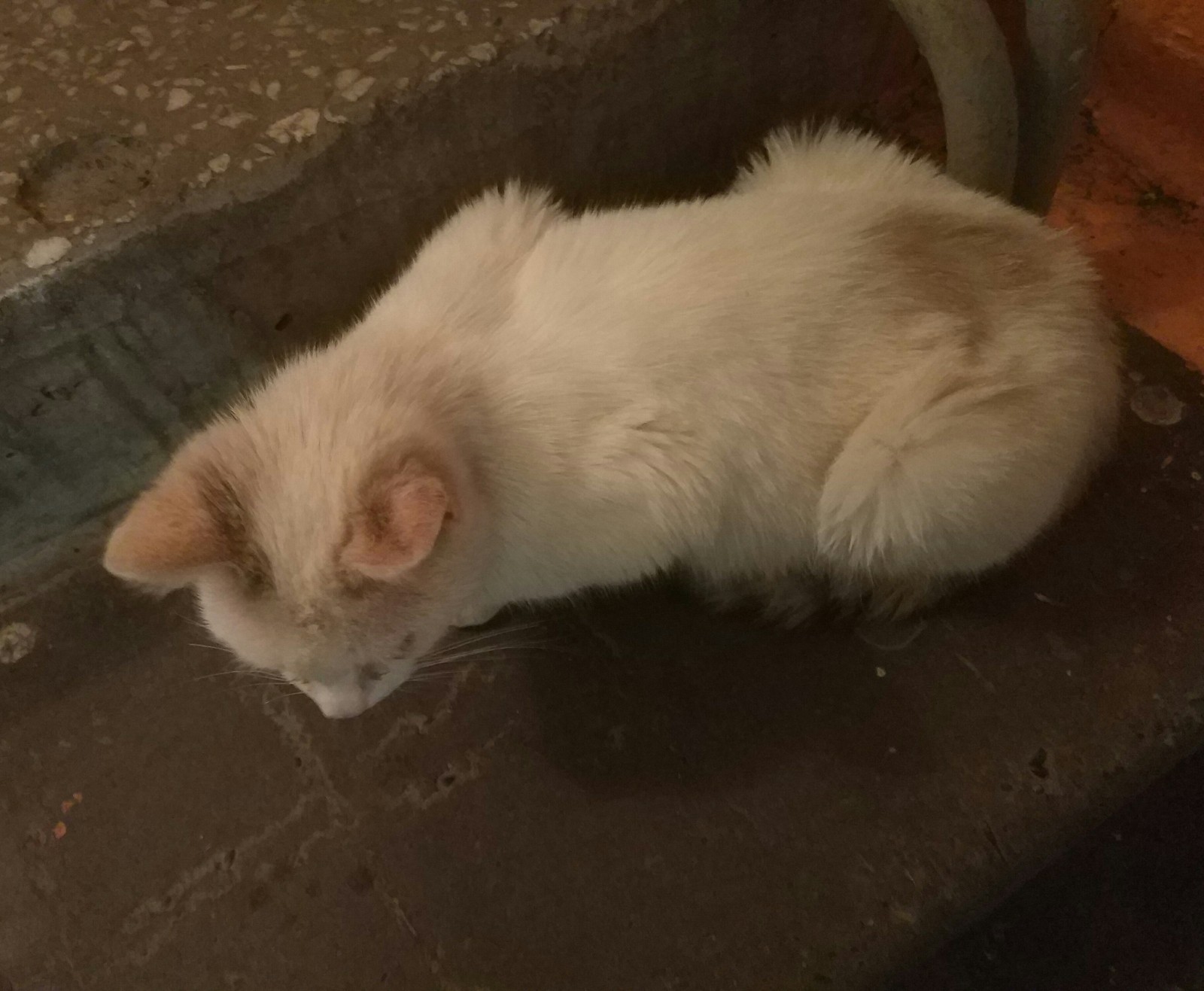 Found a cat. Tomsk. - My, In good hands, Tomsk, Lost, Longpost, cat, Help, Helping animals