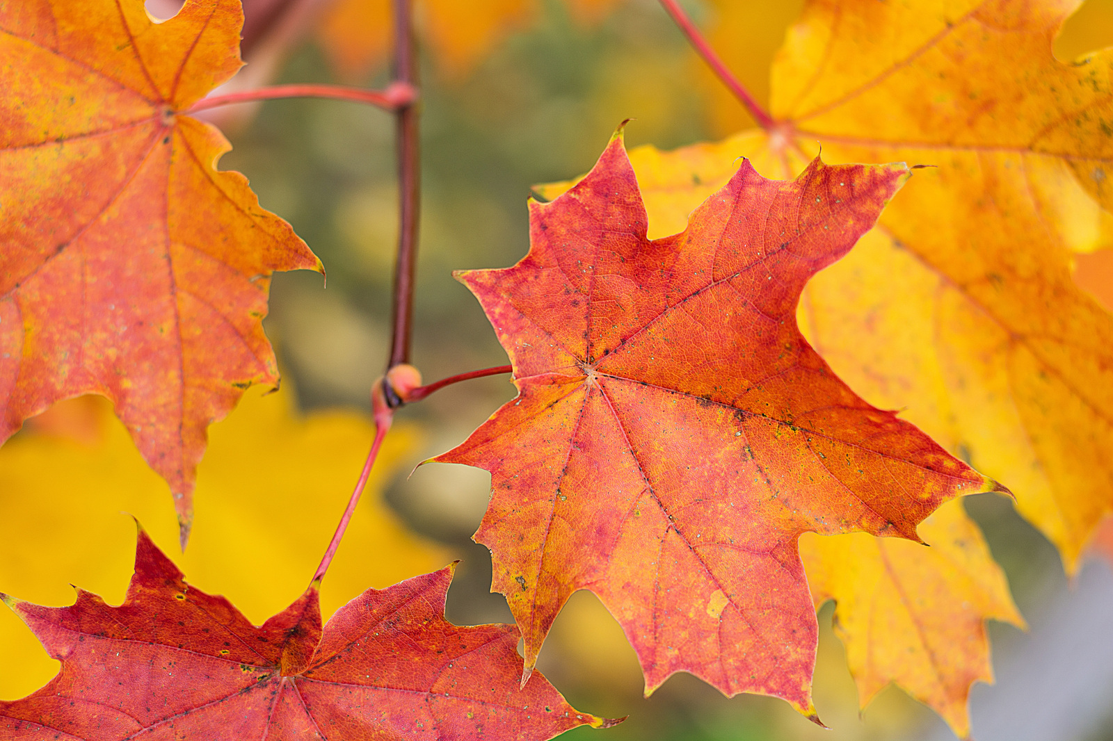 Autumn colors - My, Autumn, Nature, , Longpost, Nikon d7100