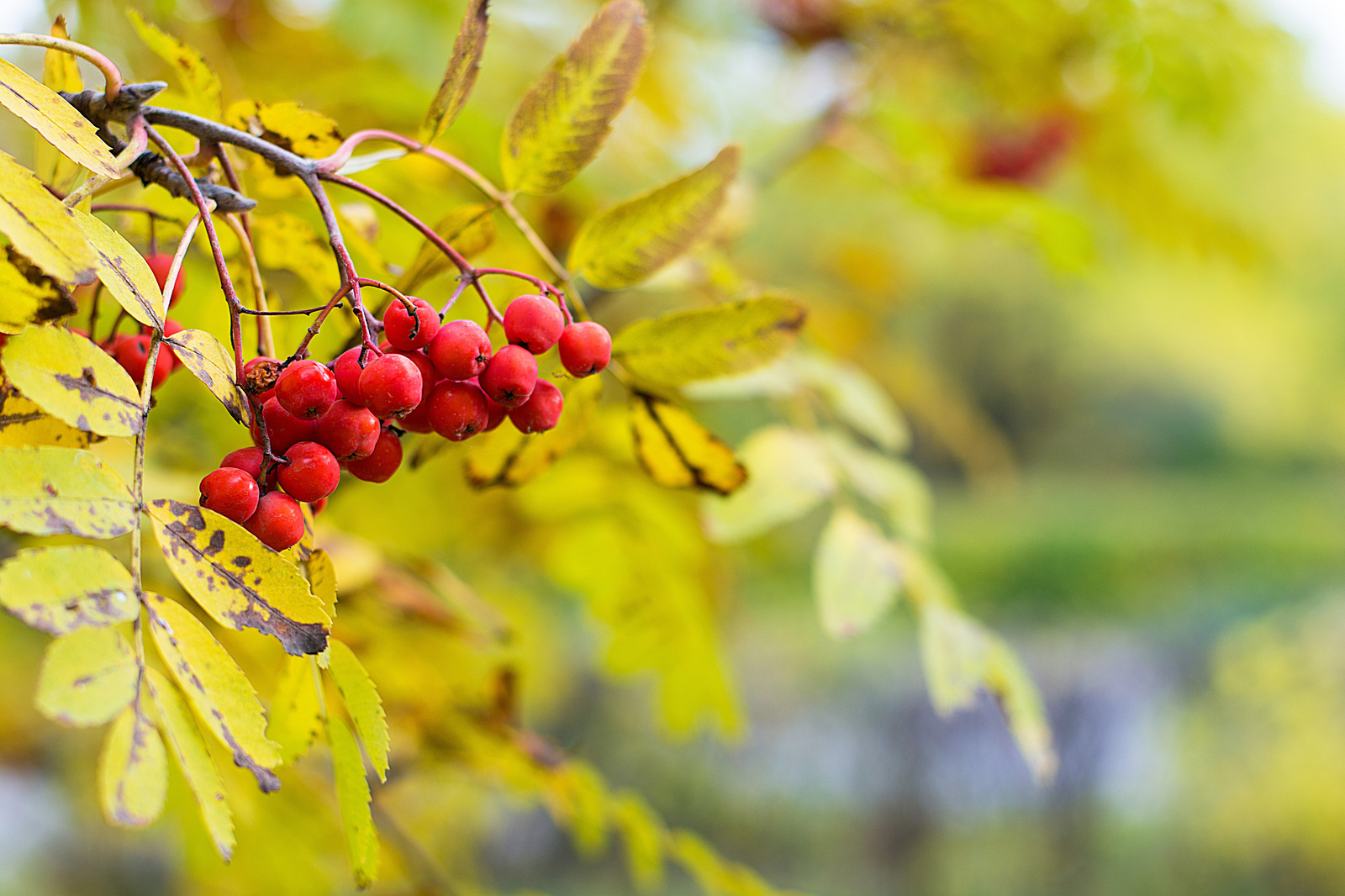 Autumn colors - My, Autumn, Nature, , Longpost, Nikon d7100