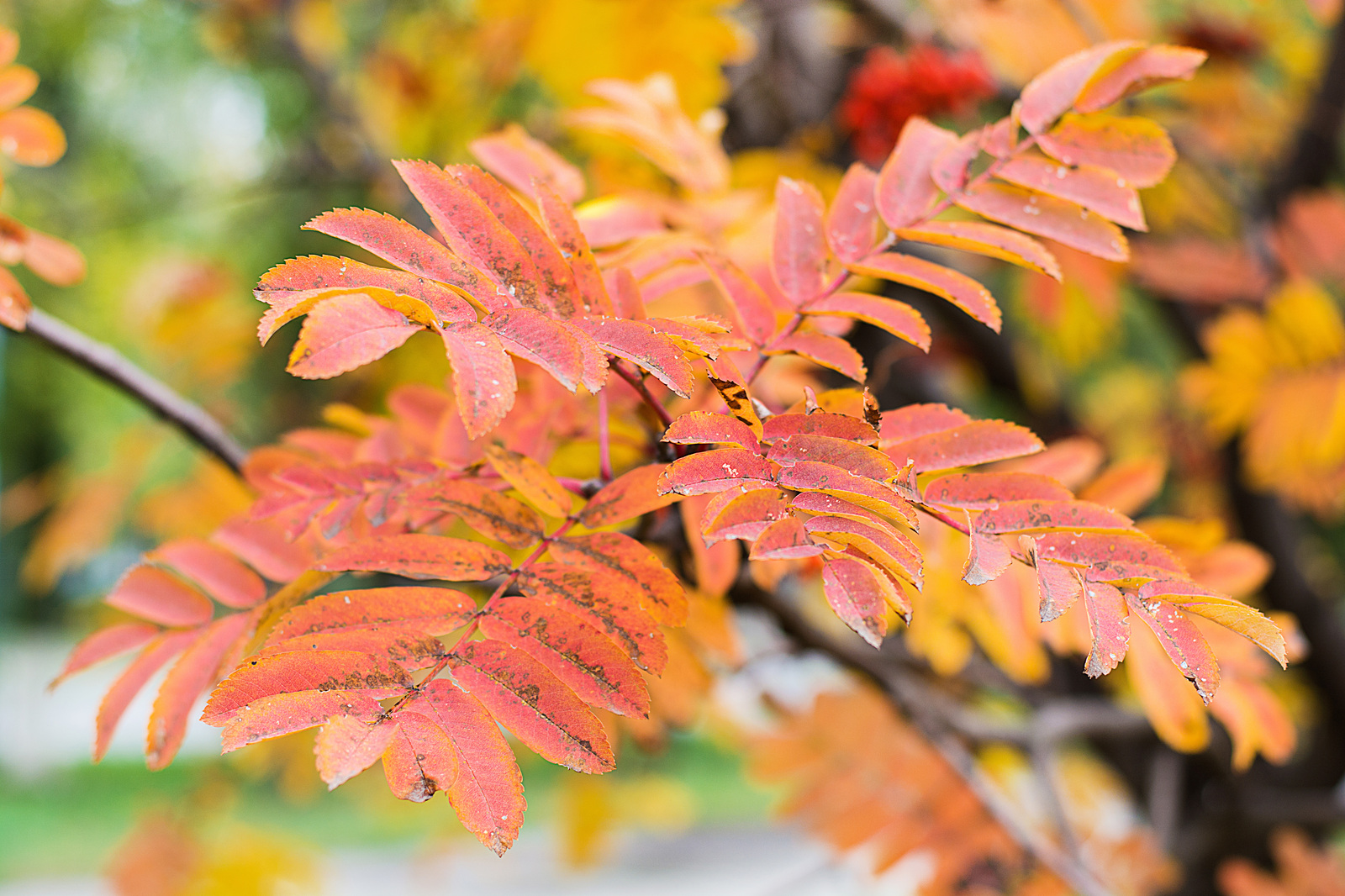 Autumn colors - My, Autumn, Nature, , Longpost, Nikon d7100