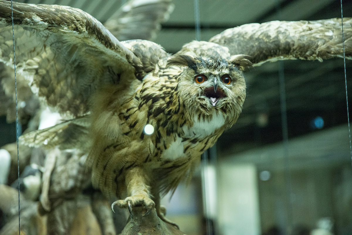 Darwin Museum. - My, Museum, Darwin Museum, Taxidermy, Longpost