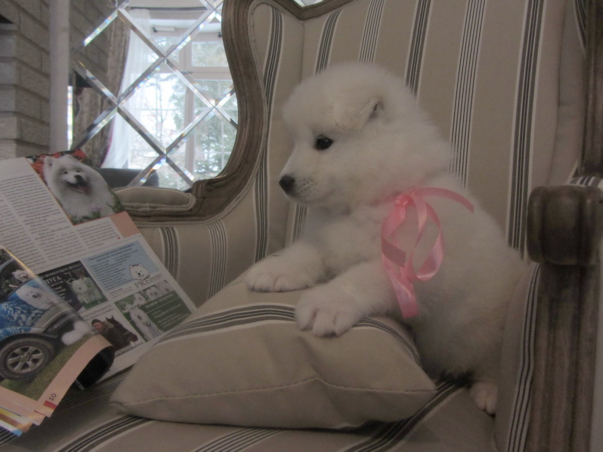 AnyaShanya - My, Samoyed, , Dog, Longpost