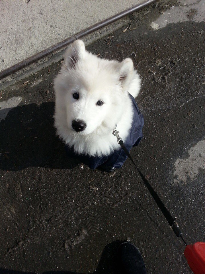 AnyaShanya - My, Samoyed, , Dog, Longpost