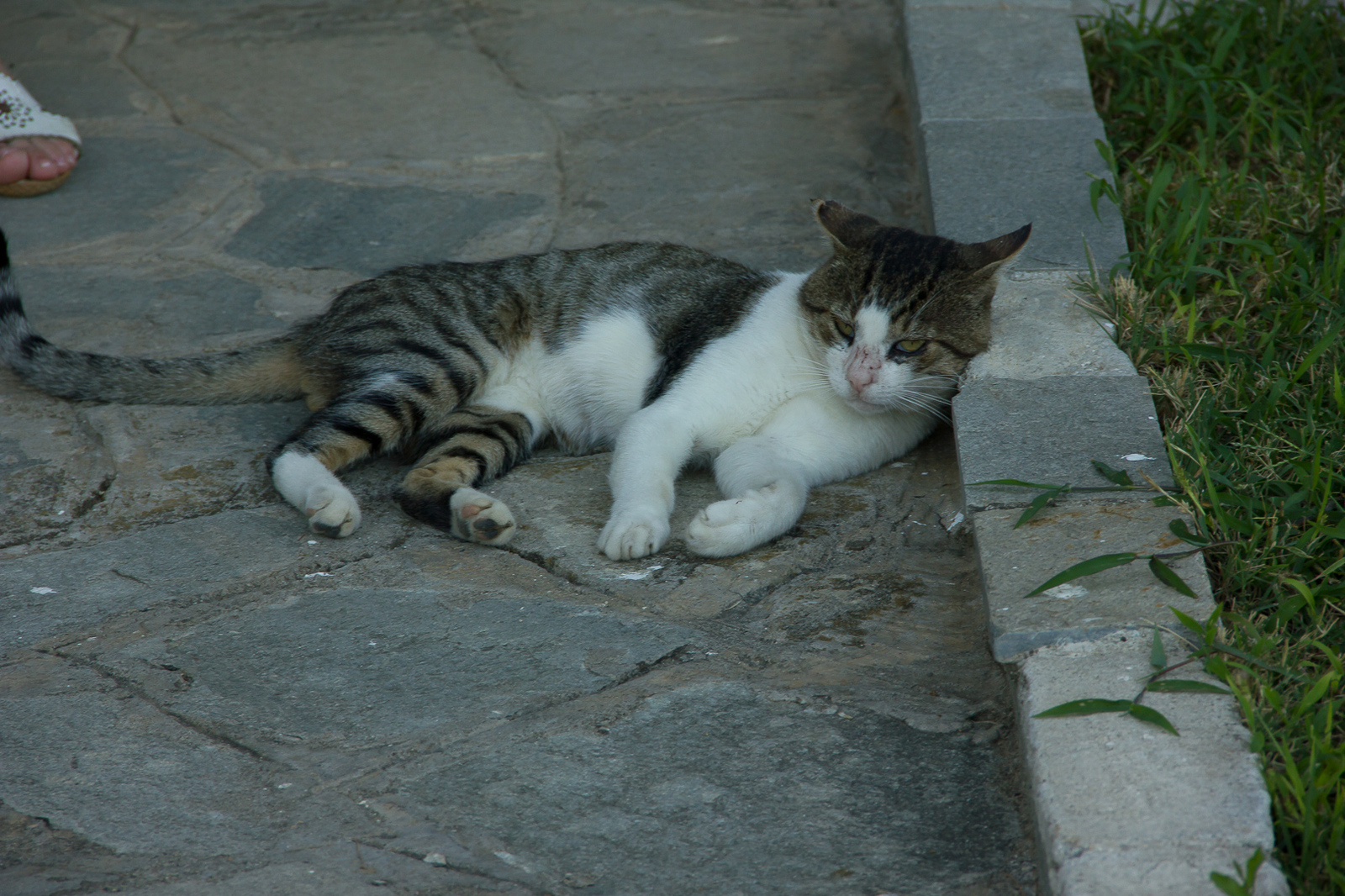 Greek seals - My, cat, Greece, The photo, Longpost