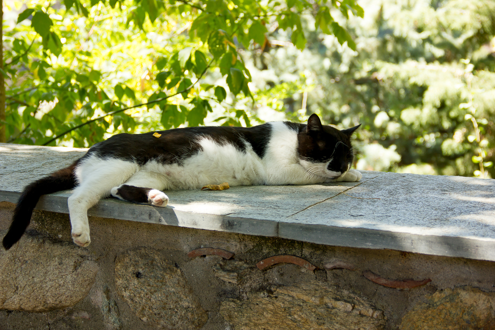 Greek seals - My, cat, Greece, The photo, Longpost