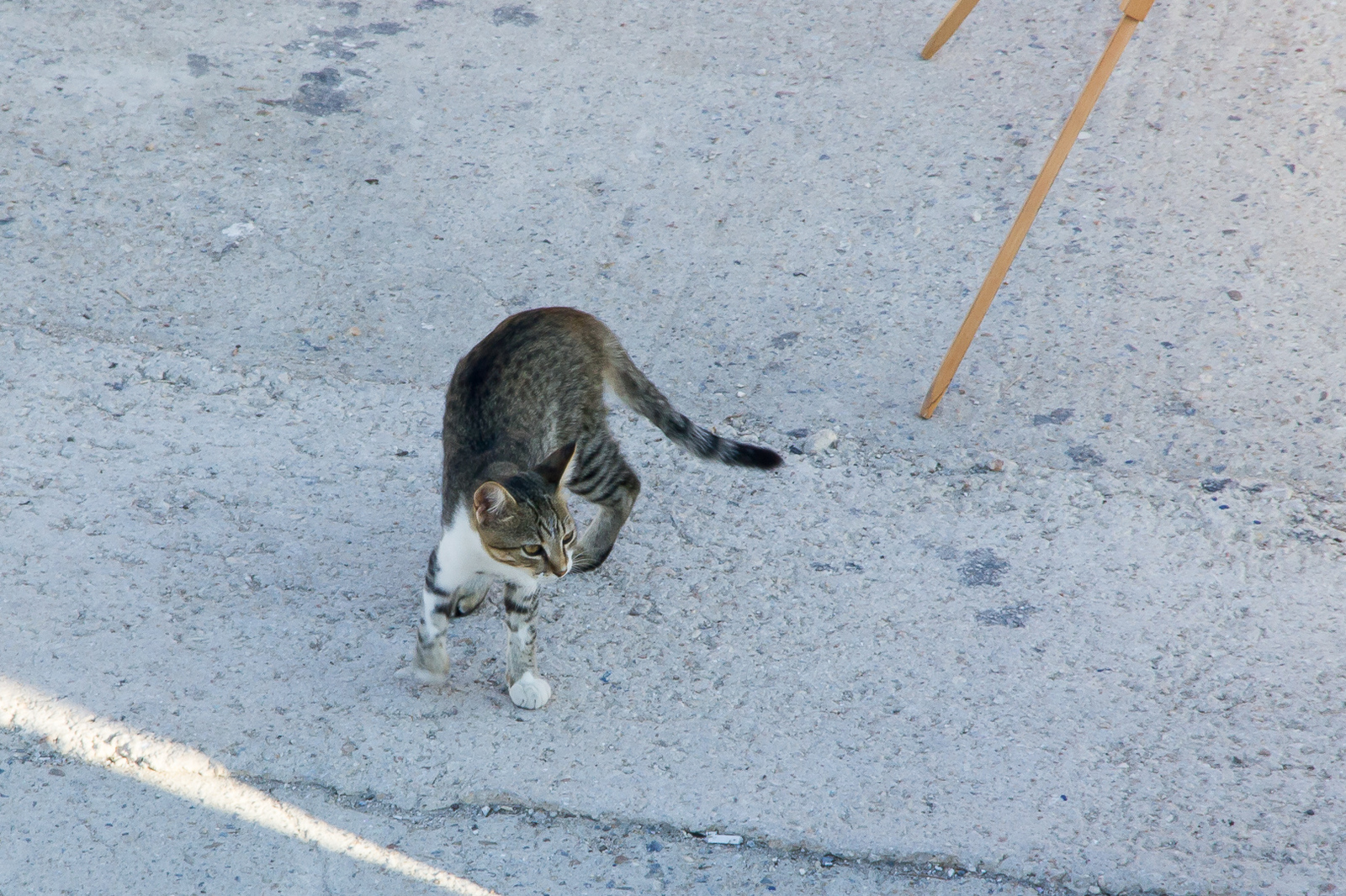 Greek seals - My, cat, Greece, The photo, Longpost