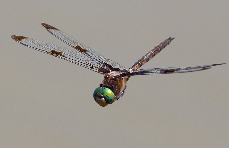 Princesses and dragons - My, Dragonfly, Insects, Flight, , Evolution, Entomology, The Dragon, Longpost, Evgeniya Timonova