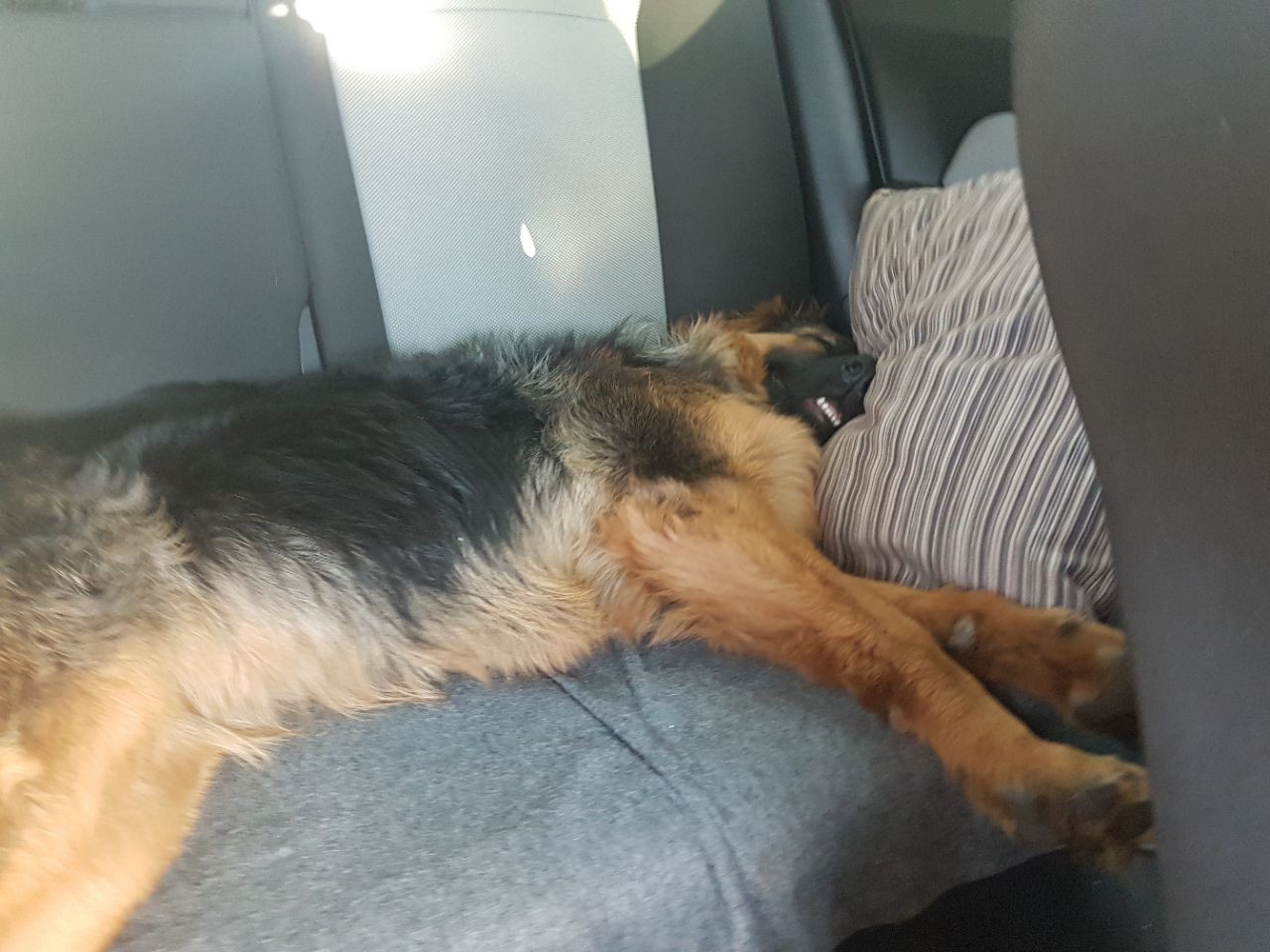 I love long trips. - My, German Shepherd, Dream, Track, Dog