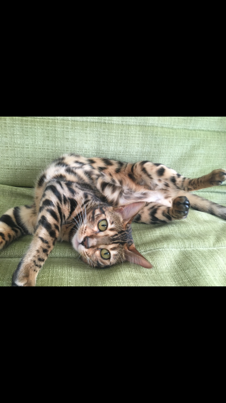 It's good, huh. - My, Bengal cat, Images, cat