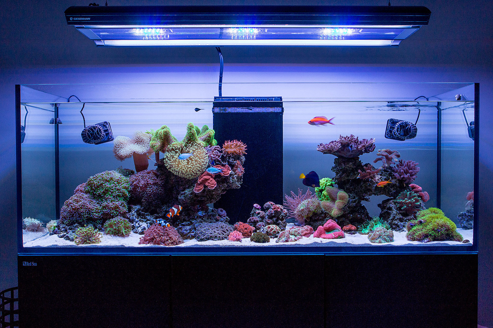 clear reef - Aquarium, Coral