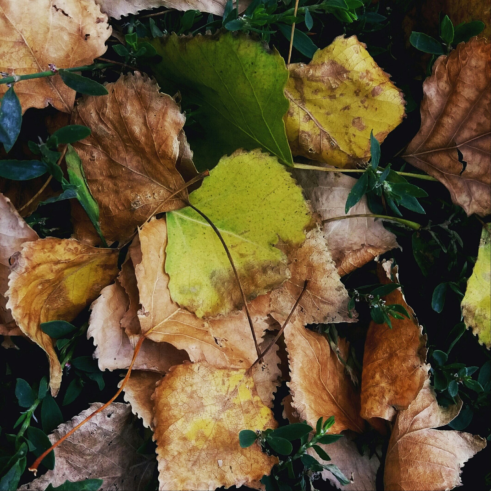 Autumn leaves - My, Leaves, Autumn leaves, Autumn, Longpost