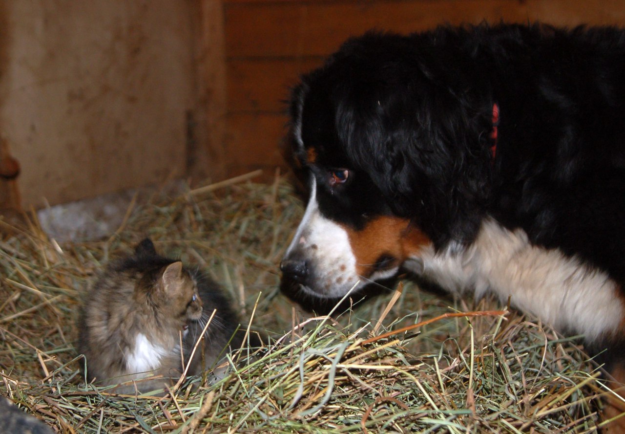 Catphotocomic =) - cat, Dog, Not mine, Longpost, mini zoo, Volokolamsk