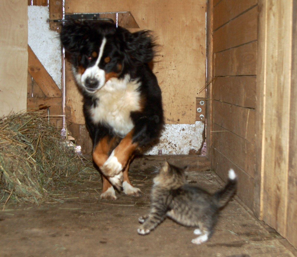 Catphotocomic =) - cat, Dog, Not mine, Longpost, mini zoo, Volokolamsk