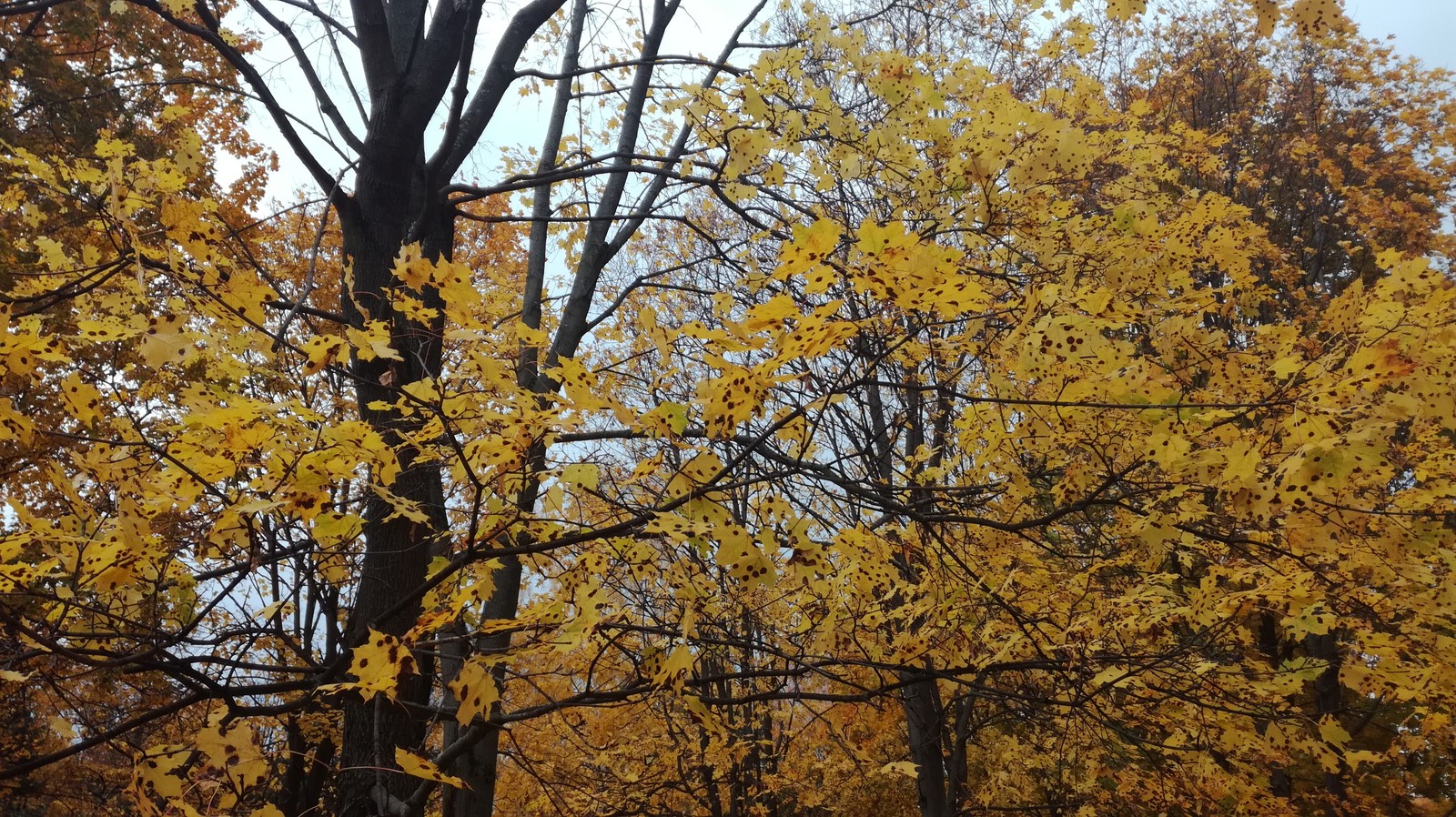 strange maple leaves - Autumn leaves, Oddities, Longpost