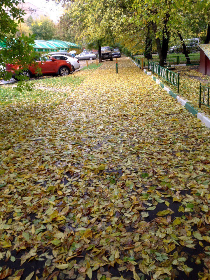 Autumn gold - My, The photo, , Autumn, Longpost