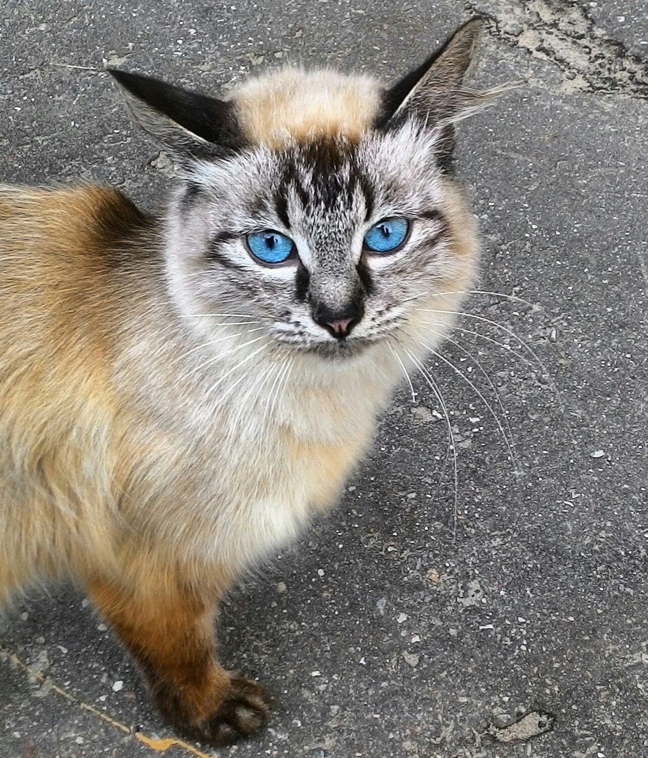 Sineglazka. Met in one of the provincial courtyards. - My, , Blue Eyes, Sight, cat, The photo