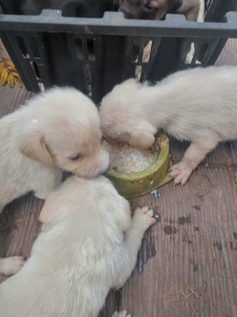 Puppies are looking for a home! Barnaul call 8-913-022-5015 - My, Puppies, Help, Barnaul, Helping animals, In good hands, Dog, , Longpost