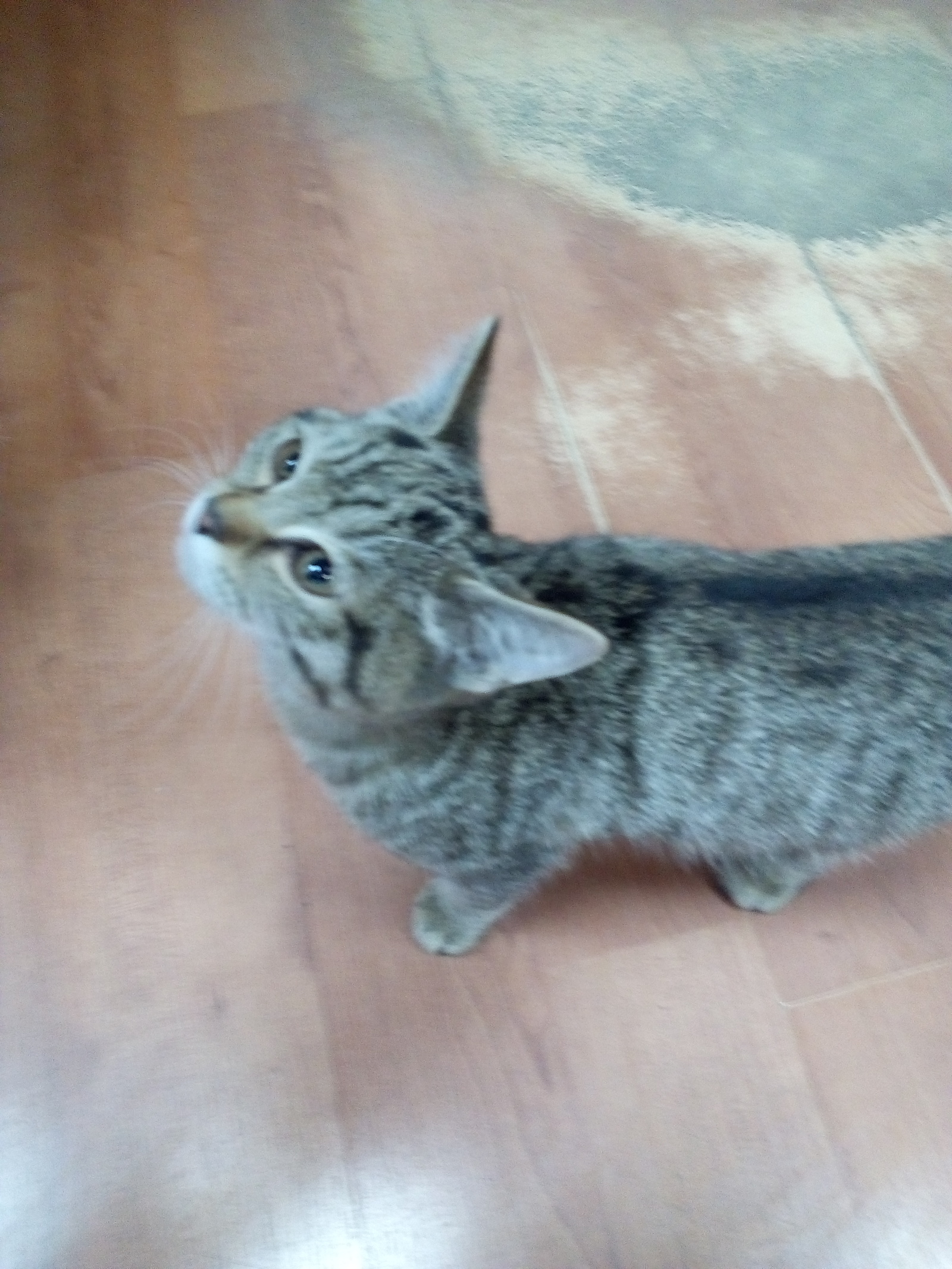 The cat is looking for an owner - My, cat, Lost, In good hands, Pets, Pet, , Novosibirsk, Longpost, Pet