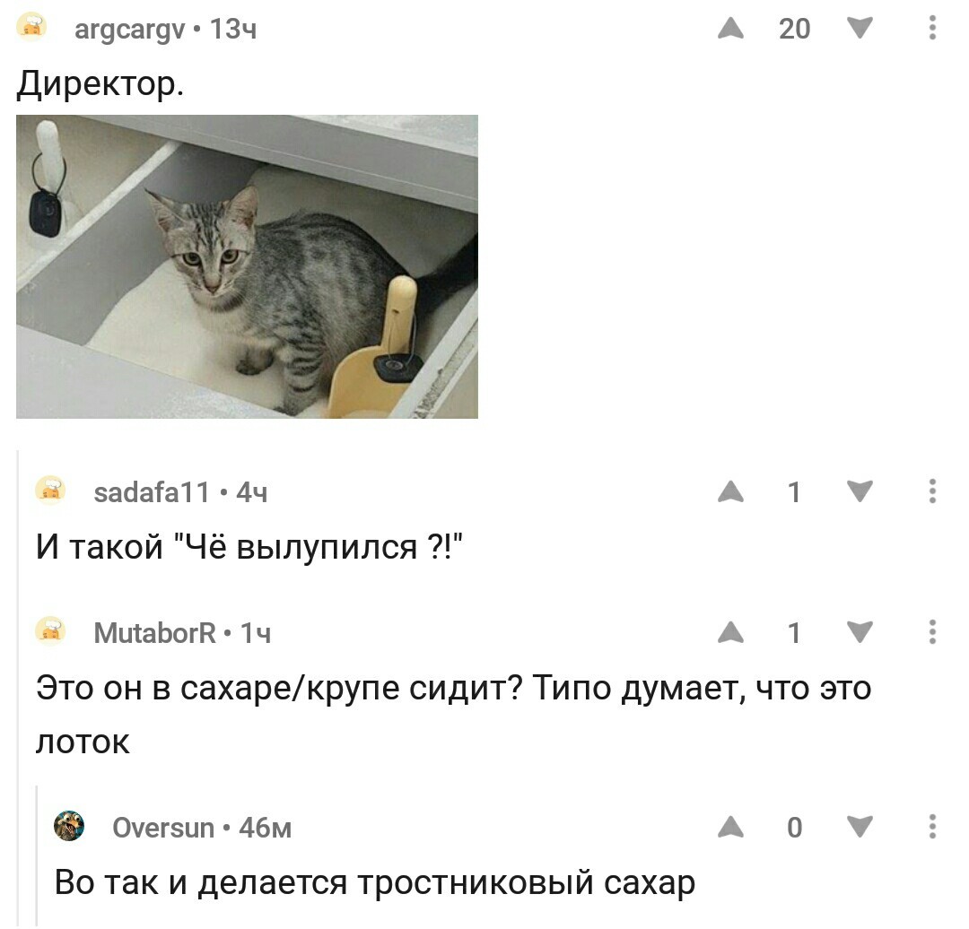 New investigation. - Comments on Peekaboo, cat, Расследование, Screenshot, Comments