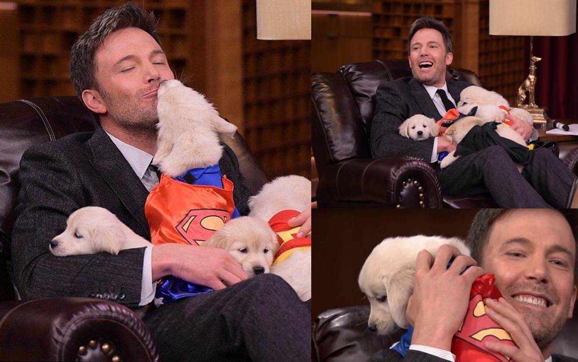 Batman and his friends) - My, Ben Affleck, Batman, Dog, cat, Longpost