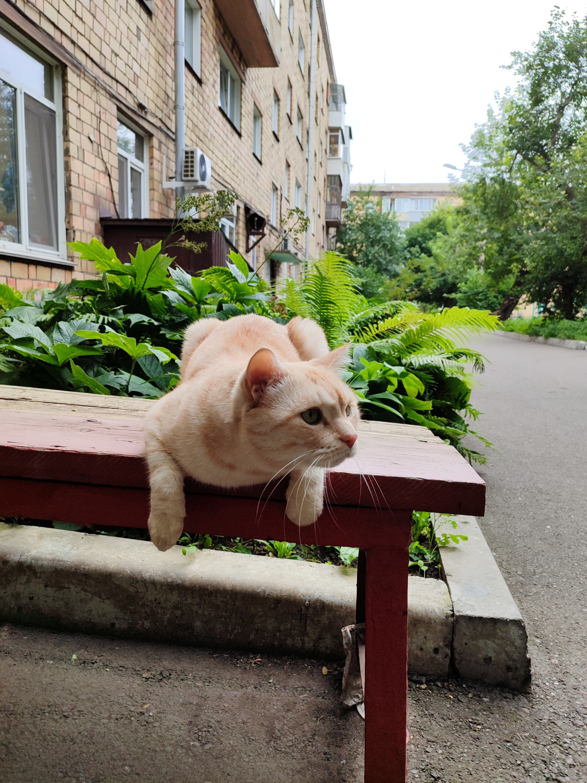 You can't just walk past a cat on the street. - My, Milota, Images, cat, Small cats