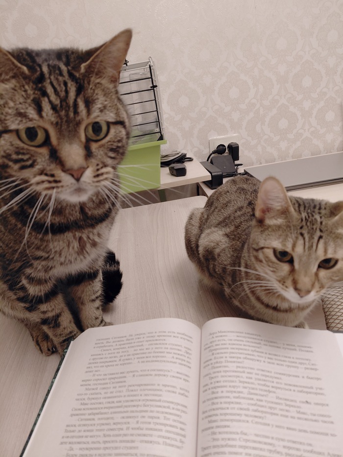 В полку читающих котов пополнение)