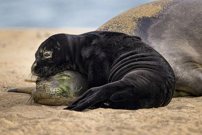 Фото: Лейтон Лам (Leighton Lum), финалист финалистов конкурса Ocean Photographer of the Year 2026, <a href="https://pikabu.ru/story/plyazhnyiy_otdyikh_14253901?u=https%3A%2F%2Fmax.ru%2Fvokrugsveta1861%2FAZ_7c0aoYjs&t=%D0%BE%D1%82%D1%81%D1%8E%D0%B4%D0%B0&h=ab16979d665ca596c3dd5018f54baf652474ca64" title="https://max.ru/vokrugsveta1861/AZ_7c0aoYjs" target="_blank" rel="nofollow noopener">отсюда</a>