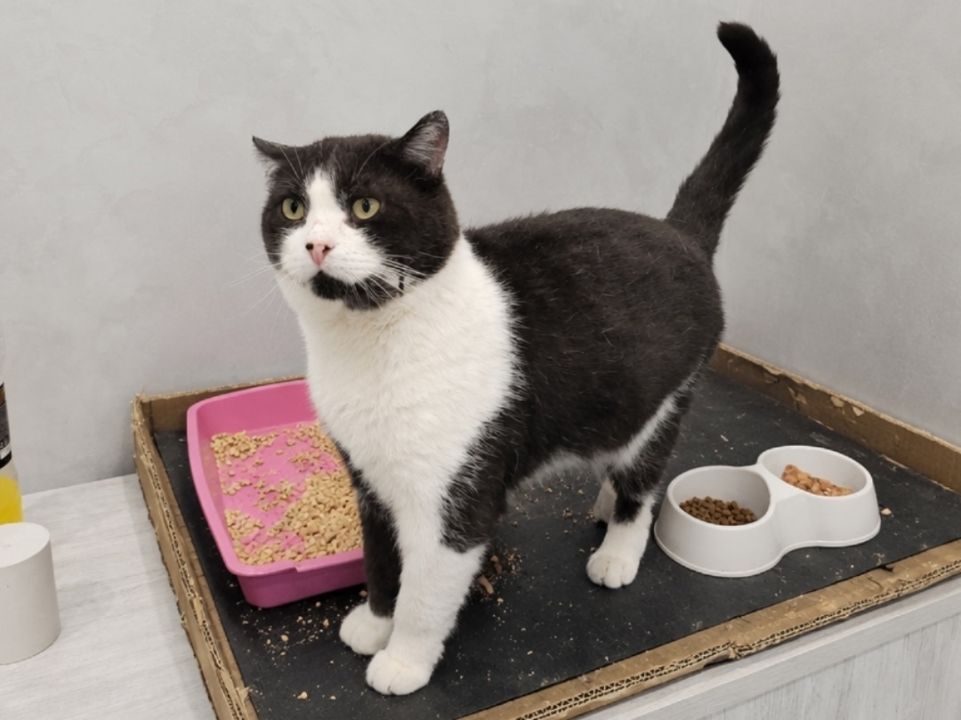 Do you happen to have a spot on your sofa for a black and white cat? - cat, In good hands, Moscow, Saint Petersburg, Voronezh, Lipetsk, Homeless animals, Shelter, Telegram (link), Longpost