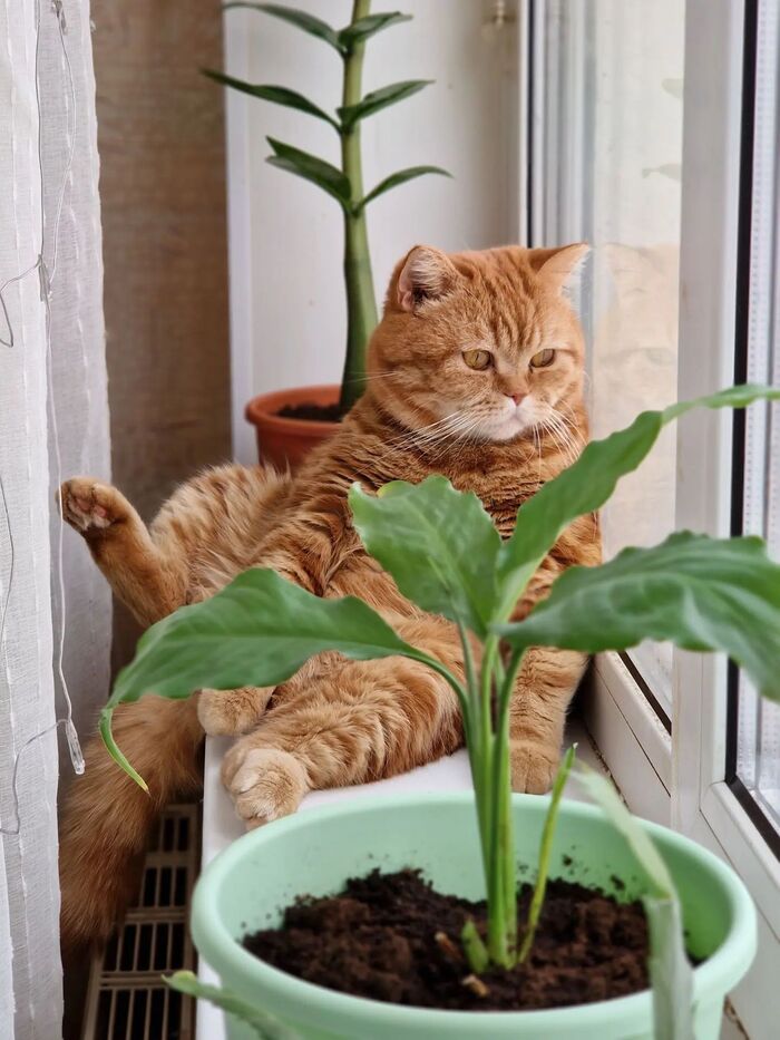 Кот понял этот мир