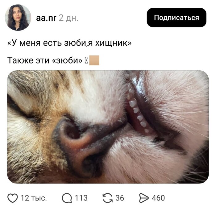 �������, ����� �������