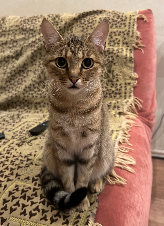 Кошка Алёшка