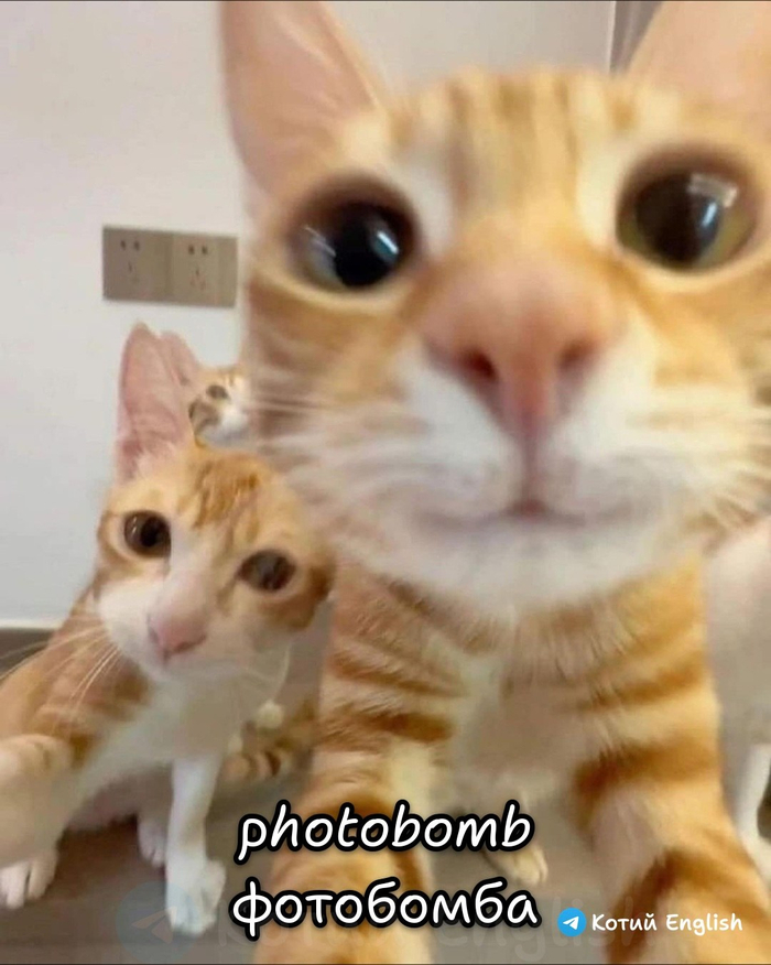 Фотобомба