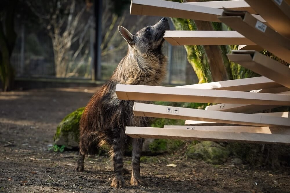 These are the wrong boxes. - Brown hyena, Hyena, Predatory animals, Wild animals, Zoo, Box, The photo, Longpost