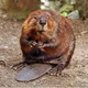 Аватар пользователя silver.beaver