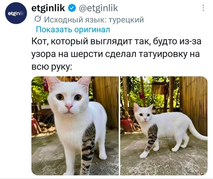 Кот