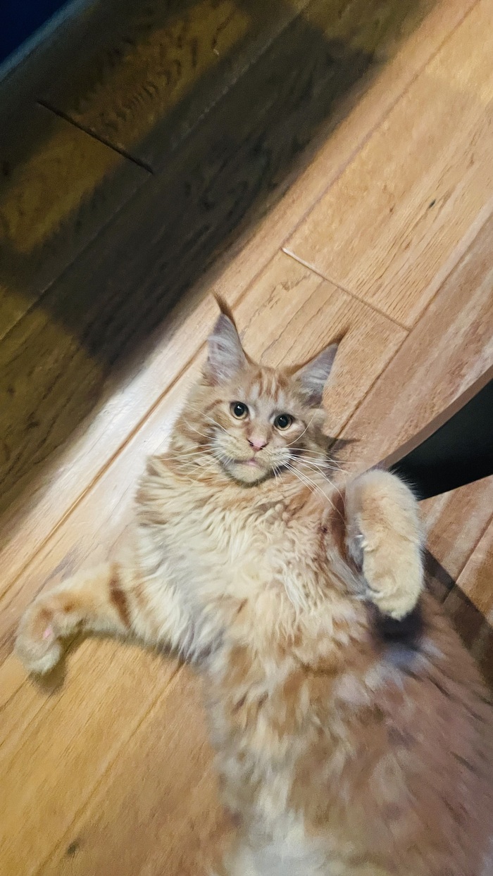 Кот в игре!
