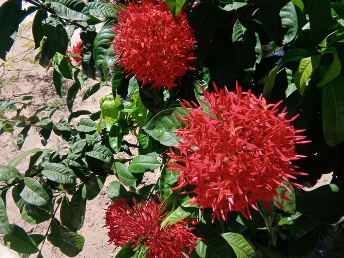 ����� ����-������� (Ixora coccinea)