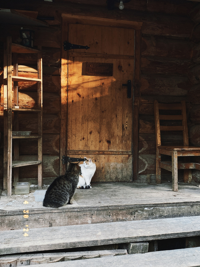 Котики