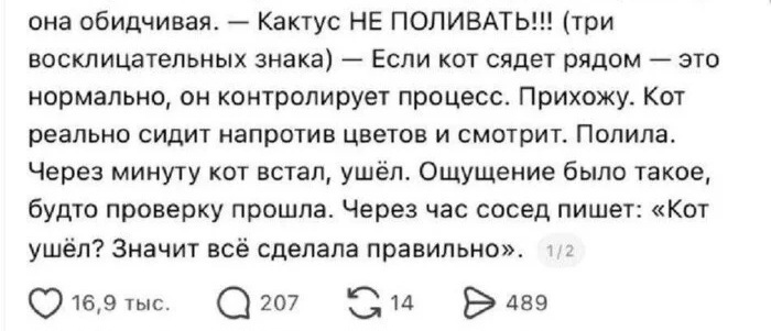 Кот начальник