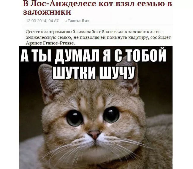 важно не забывать кормить питомцев :)