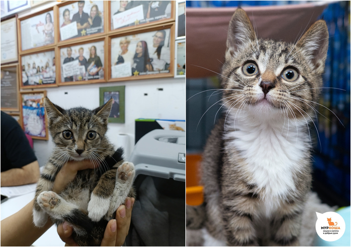 Котёнок-мальчик Марселан, 4 месяца, найден на улице