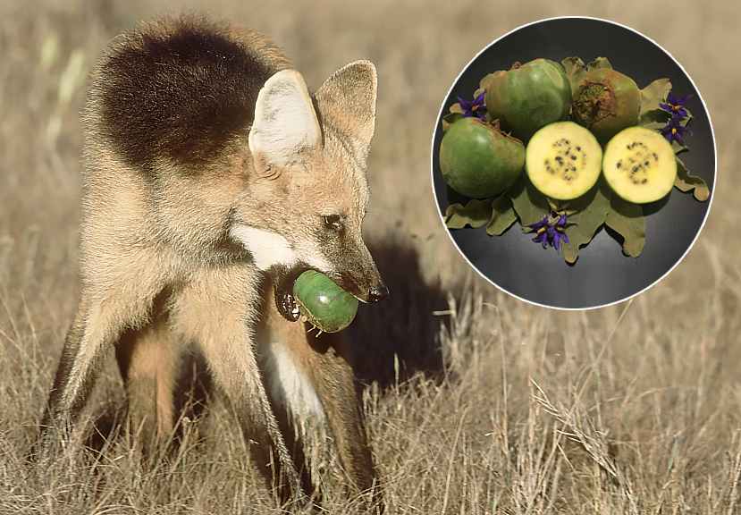 School Facts: Guar Bonus - Series School facts, My, Biology, Informative, Facts, Nature, Animals, Nauchpop, In the animal world, Amazing, Astonishment, Mammals, Predatory animals, Canines, Wolf, Video, Vertical video, Short videos, Longpost