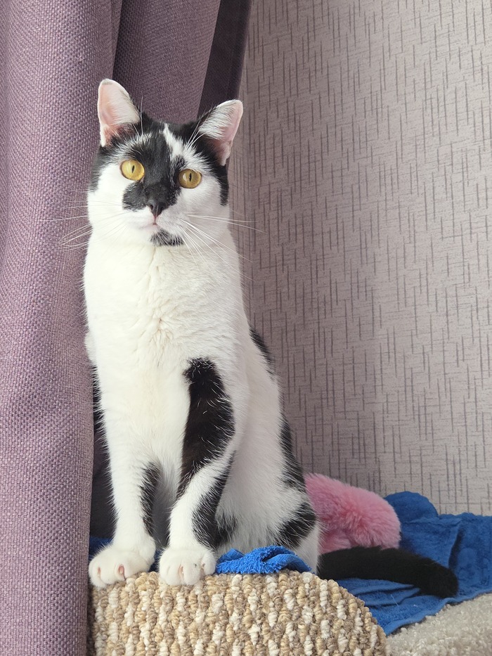 Кот Корован